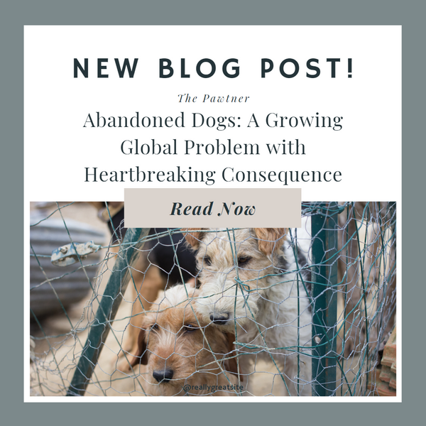 Abandoned Dogs: A Growing Global Problem with Heartbreaking Consequence